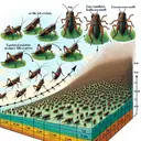 Illustrate a detailed image related to the growth of crickets. Begin with a visual of a group of 160 crickets in a natural habitat like a field, indicating the start of the observation. Then demonstrate the exponential population increase in monthly phases, even use arrows to demonstrate the growth direction. Emphasize the number doubling every month. Use then end of the 2-year period as the final phase, with a massive swarm of crickets covering a large area. Please make sure the image is colorful, pleasing, and contains no text.
